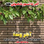 آجر نما شاموتی بلند